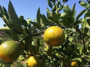 娱乐圈吃瓜橘子是谁,揭秘明星背后的真实故事